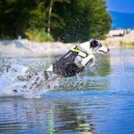 Hund-med-svømmevestsvømmevest-3i1
